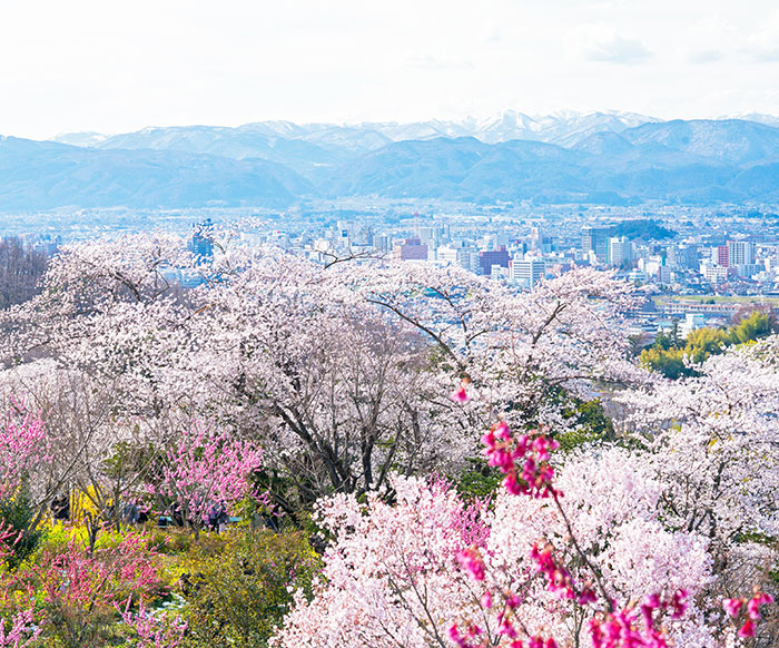 福島市花見山